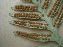2 lobes polypode